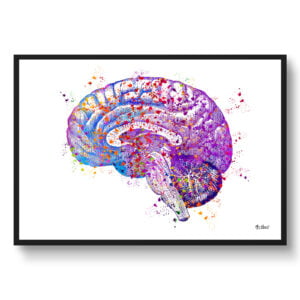 Brain (Side View) Anatomy Wall Art Print Watercolour Human Neurology Medical Doctor Office Clinic Framed Painting