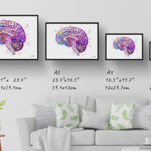 Brain (Side View) Anatomy Wall Art Print Watercolour Human Neurology Medical Doctor Office Clinic Framed Painting - Image 4