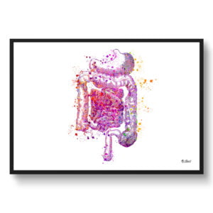 Digestive System Anatomy Wall Art Print Watercolour Medical Doctor Office Clinic Framed Painting