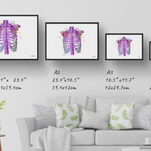 medical splash thorax print size comparison