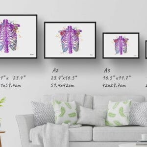 medical splash thorax print size comparison