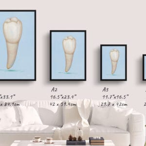 dental whimsical minimalism blue pre molar print size comparison