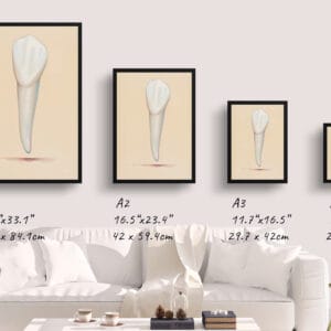 dental whimsical minimalism salmon canine print size comparison